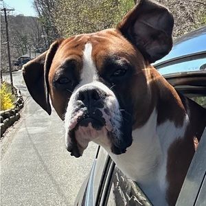 Meet your Posher, Liam